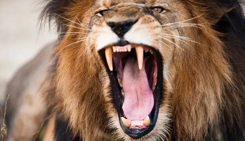 أسد يلتهم ذراع مدربه في مصر 1 ee9b5bc6 bb72 467e 9d54 a6832f87a19e 16x9 1200x676