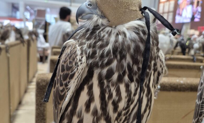 مبيعات "مزاد الصقور" في معرض الصيد والفروسية تتجاوز 1.6 مليون درهم 1 20250904 172458