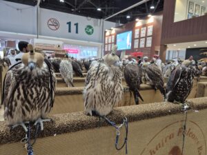 مبيعات "مزاد الصقور" في معرض الصيد والفروسية تتجاوز 1.6 مليون درهم 4 20250904 172521