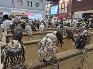 مبيعات "مزاد الصقور" في معرض الصيد والفروسية تتجاوز 1.6 مليون درهم 2 20250904 172525