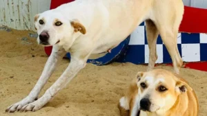 8a865a50 f0d6 4a4f 9b6c 817493996fc3 16x9 1200x676