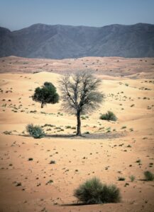 الشارقة تفتح باب الترشح للدورة الأولى من "منح الزمالة الإرشادية المخصصة للشباب الإماراتي" في موقع الفاية للتراث العالمي 2 الفايه